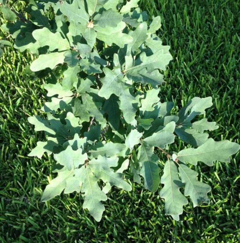 Here's what leaves looked like after applying Sick Tree Treatment to a tree infested with...