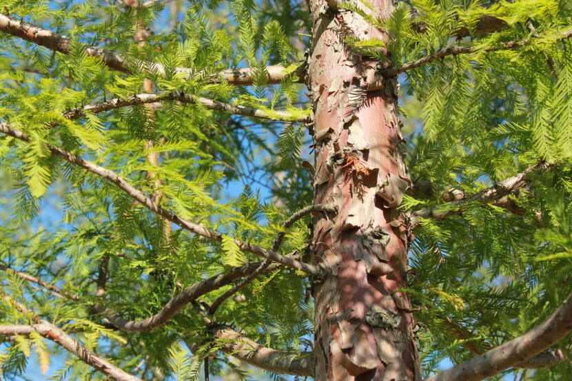 'Shawnee Brave' bald cypress is not as columnar as Italian cypress, but it is much easier to...