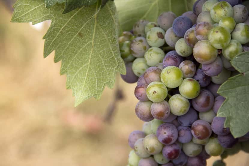Mourvedre grape at Brennan Vineyards in Comanche Texas (Brennan Vineyards)