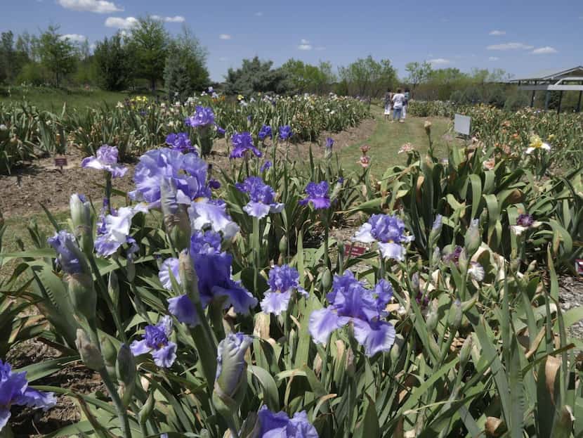 
Clark Gardens, a 50-acre park in Weatherford, will offer walking tours and a class on shade...