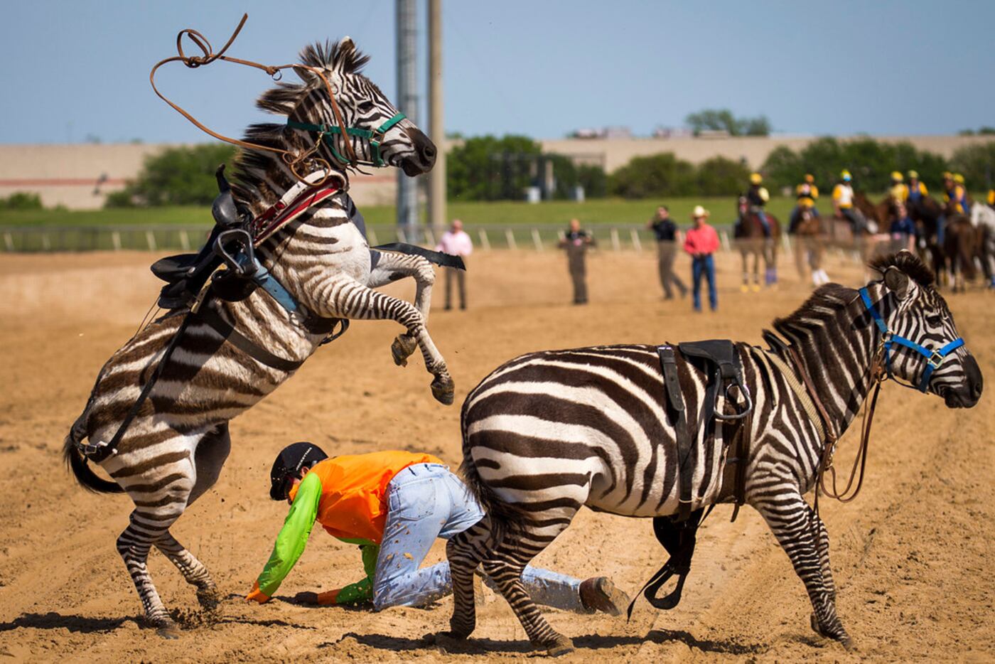 Jockey Fernando Guerra falls from a zebra during "Extreme Racing" at Lone Star Park on...