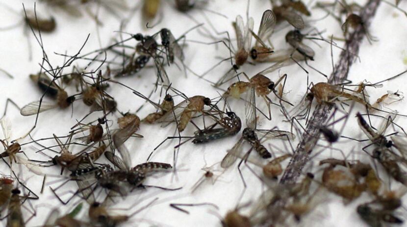 Some trapped mosquitoes await processing in the lab by Dr. Joon-Hak Lee and a group of UNT...