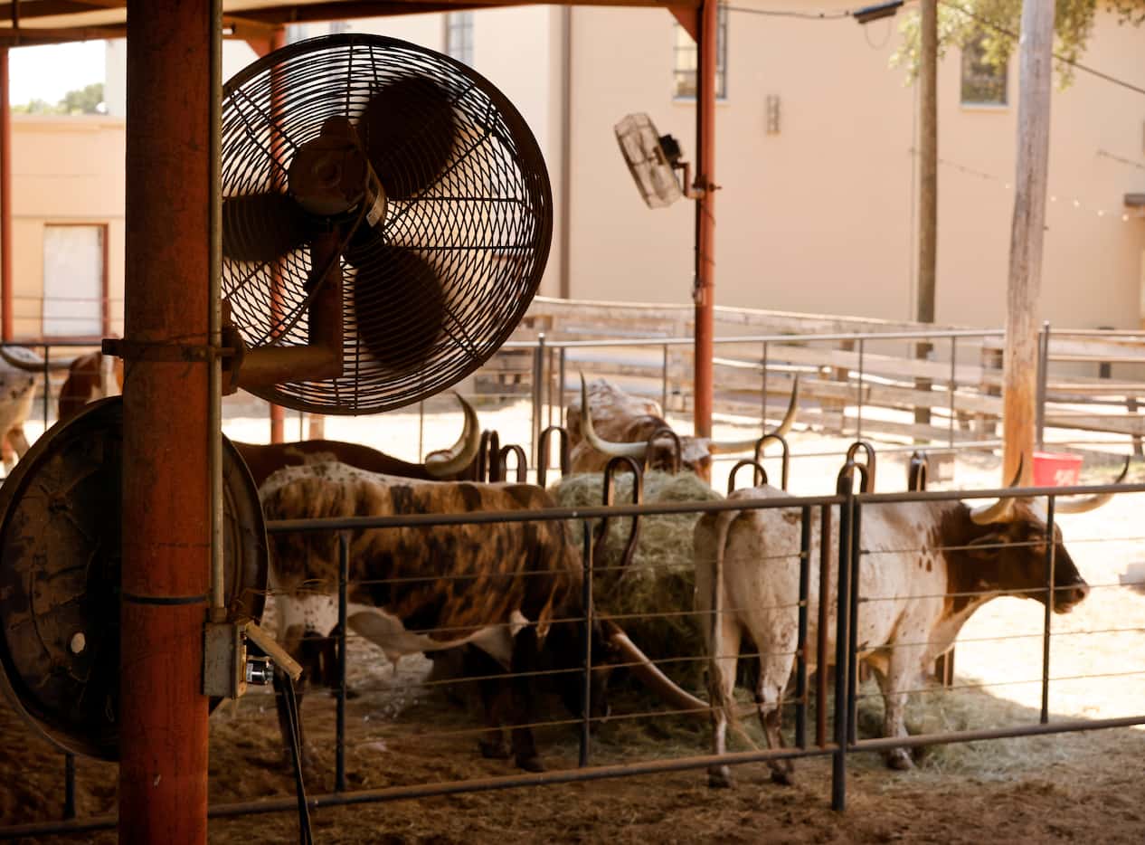 Longhorns from the Fort Worth Herd are cooled with fans after a stroll down Exchange Ave in...
