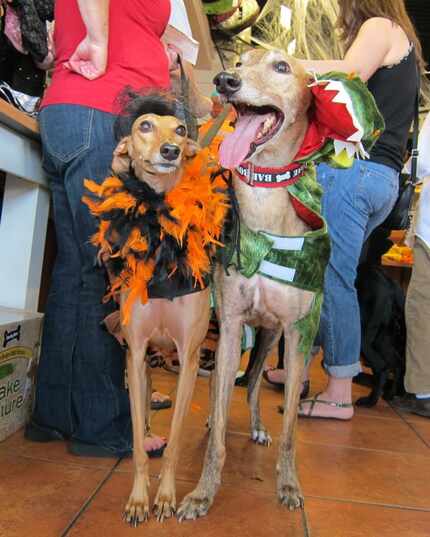 Serafina and Red were among the contenders at the annual Howl-O-Ween contest at the Three...