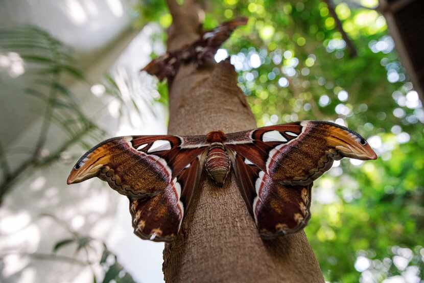 Atlas moth on a tree inside the butterfly house at the Texas Discovery Gardens at Fair Park.