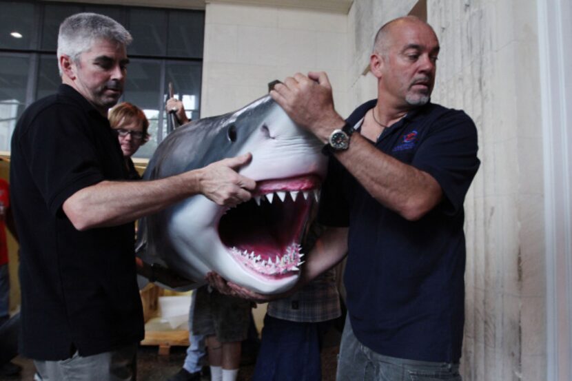 Craig Thorburn (left) and Mike Bhana, curators of the “Planet Shark” exhibit, move a replica...