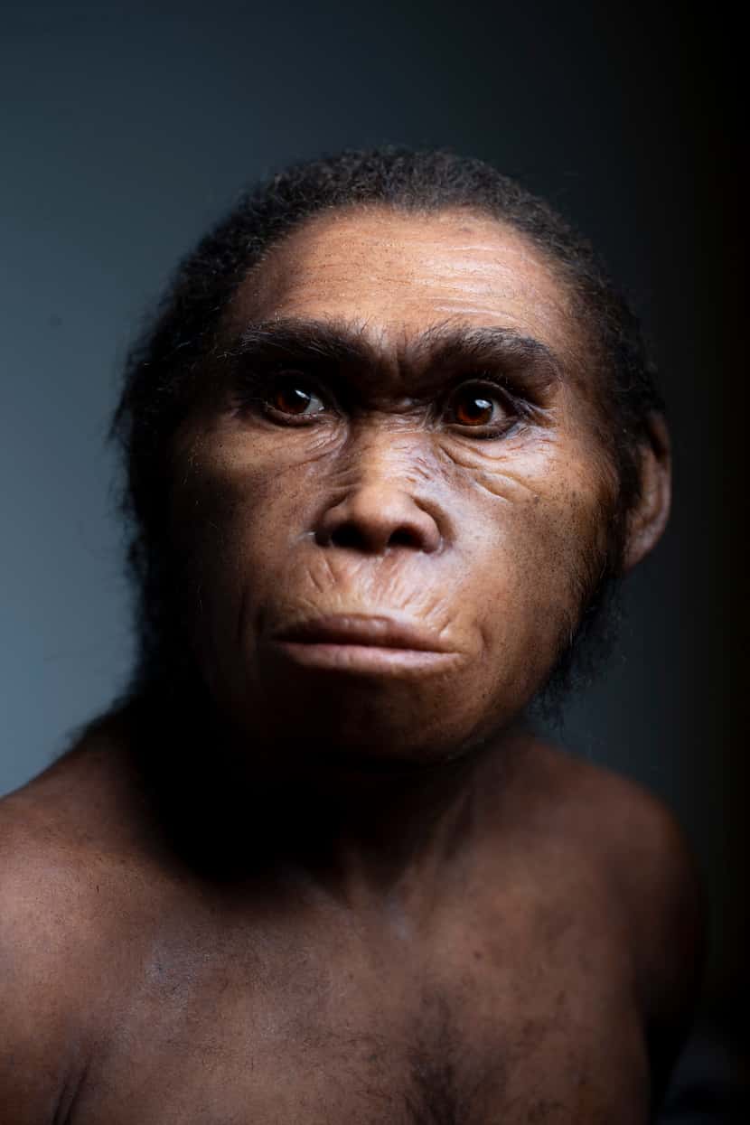An artistic recreation, by paleoartist Elisabeth Daynès, of Homo naledi.