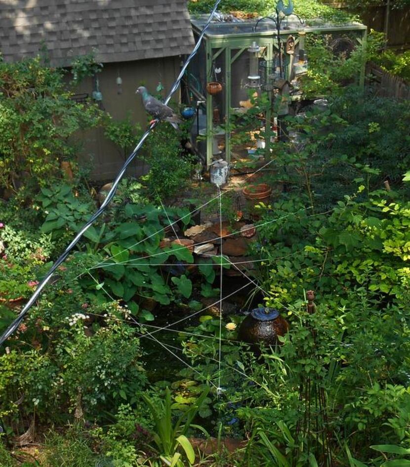 
A cat’s cradle of string spanning the writer’s pond is intended to deter future visits by...