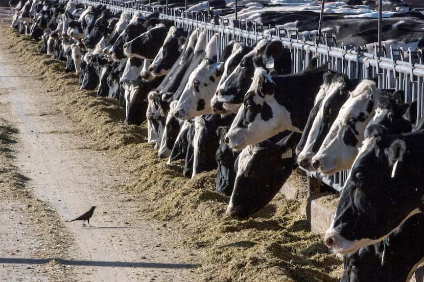 En esta imagen de archivo, varias vacas comen en una granja, el 31 de marzo de 2017, cerca...
