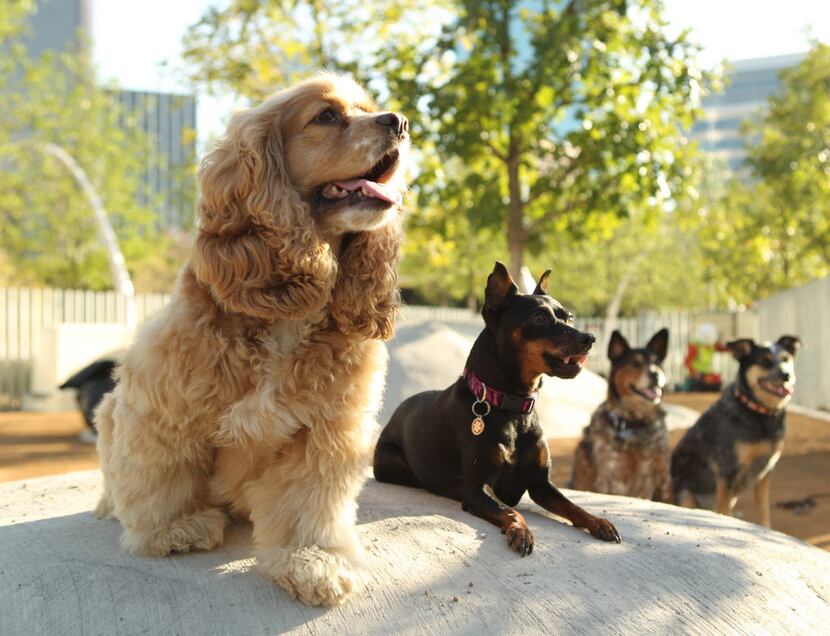 Pups posing at Klyde Warren Park