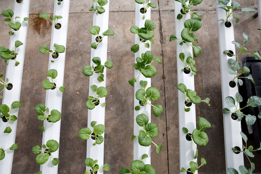 Vegetables grown hydroponically at Big Tex Urban Farms