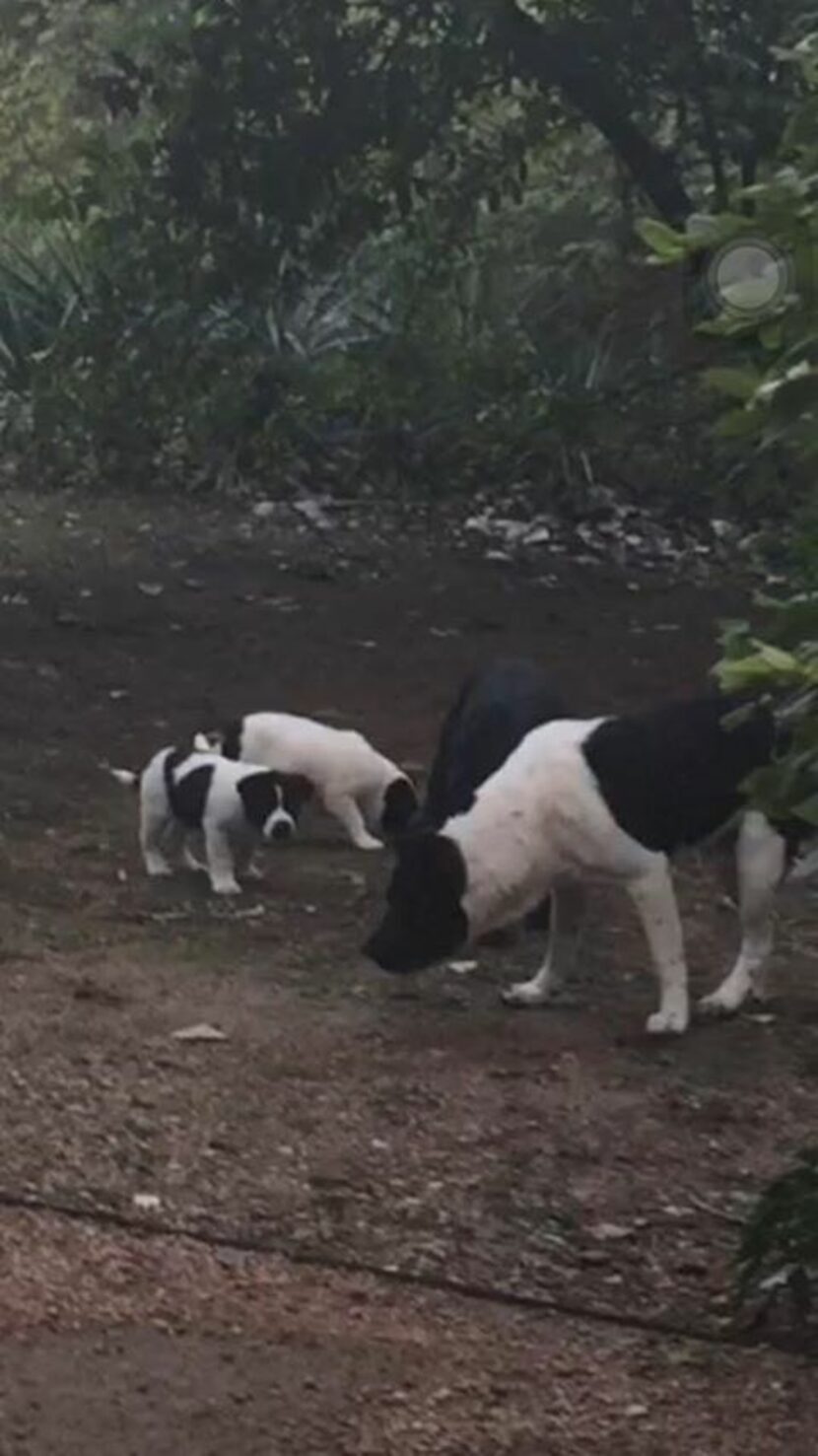  Oak Cliff resident Fran Gaconnier notes that this group of strays, part of a larger pack...