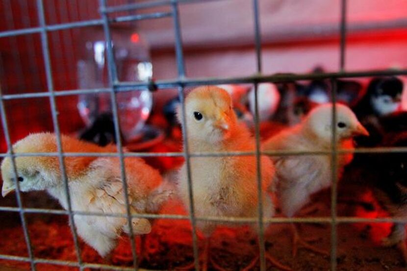 
Dozens of baby chicks are for sale at Gecko Hardware, where King George rules the roost.
