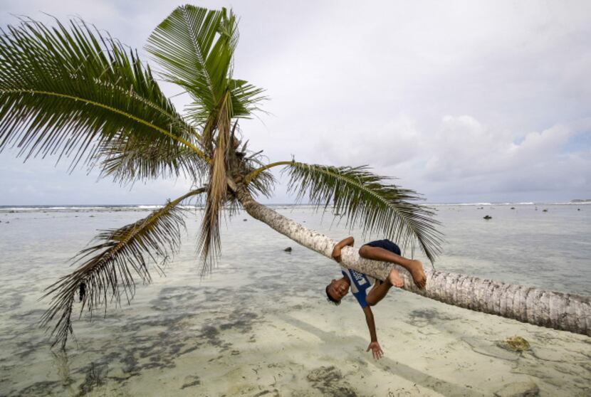 Local boy plays on palm trees on beach of Kosrae, Federated States of Micronesia (FSM).