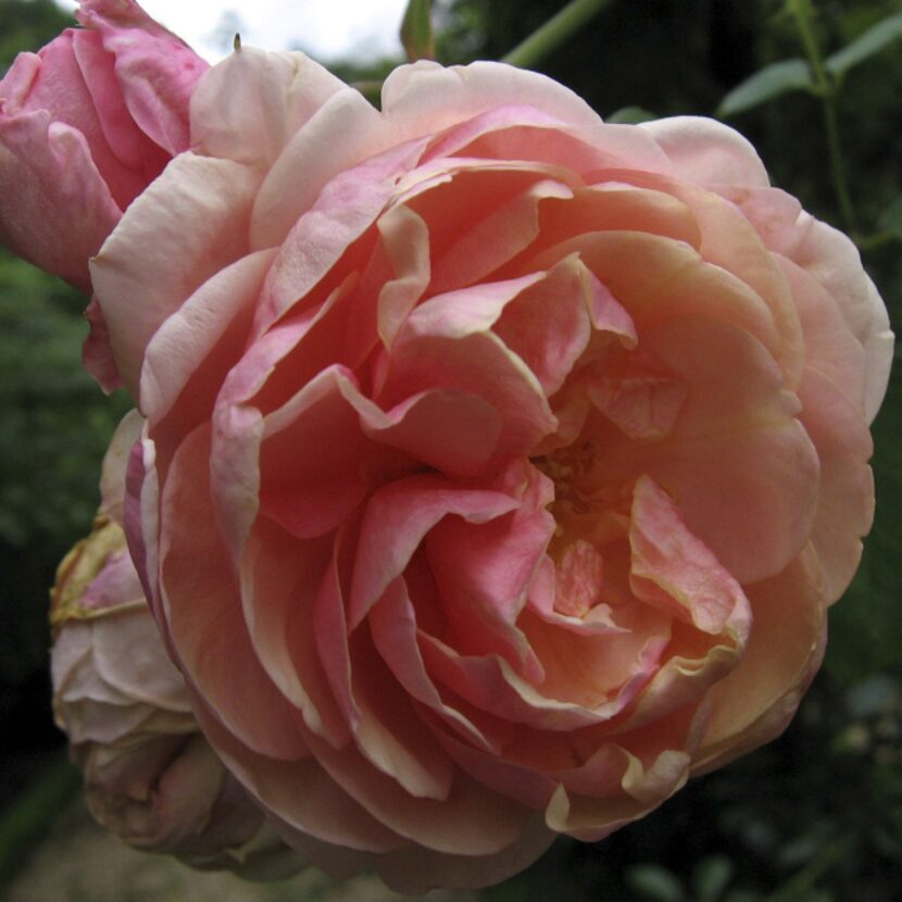 'Beaute de l'Europe' (1881), a tea noisette, is a seedling of Gloire de Dijon, a well-known...