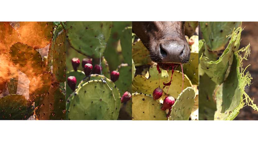 The process of burning prickly pear cactus spines off the plant so cattle can eat the pear,...