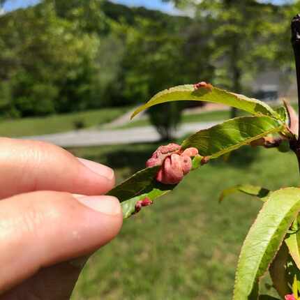 Peach leaf curl is a common fungal disease that is controllable with the Sick Tree Treatment...