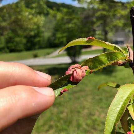 Peach leaf curl is a common fungal disease that is controllable with the Sick Tree Treatment...