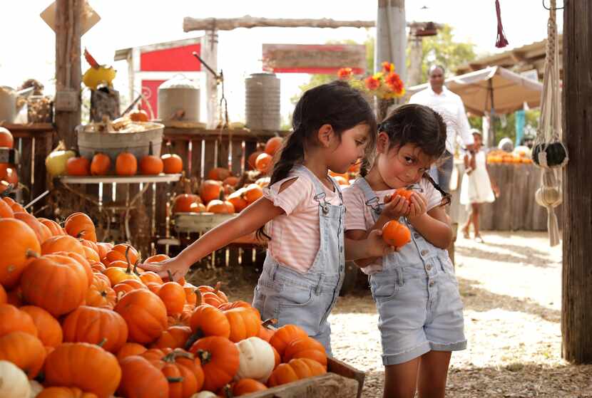 4-year-old Elli Rios, left, and 4-year-old Lili Rios pick out pumpkins during a weekend...