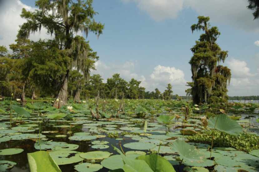 A two-hour tour of the quiet, still Lake Martin is a highlight of a Cajun country visit.