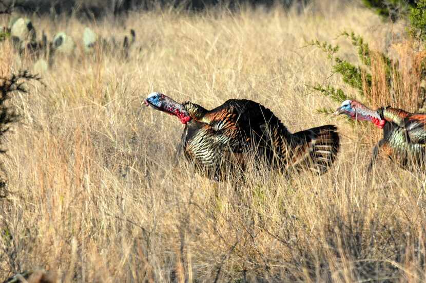 A male turkey s call sounds louder in open country. Knowing the terrain is a key to spring...