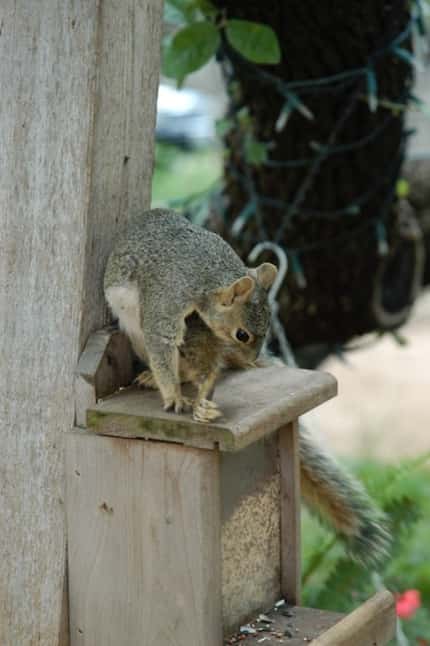 It's impossible to get rid of a squirrel problem, but there are solutions to some of the...