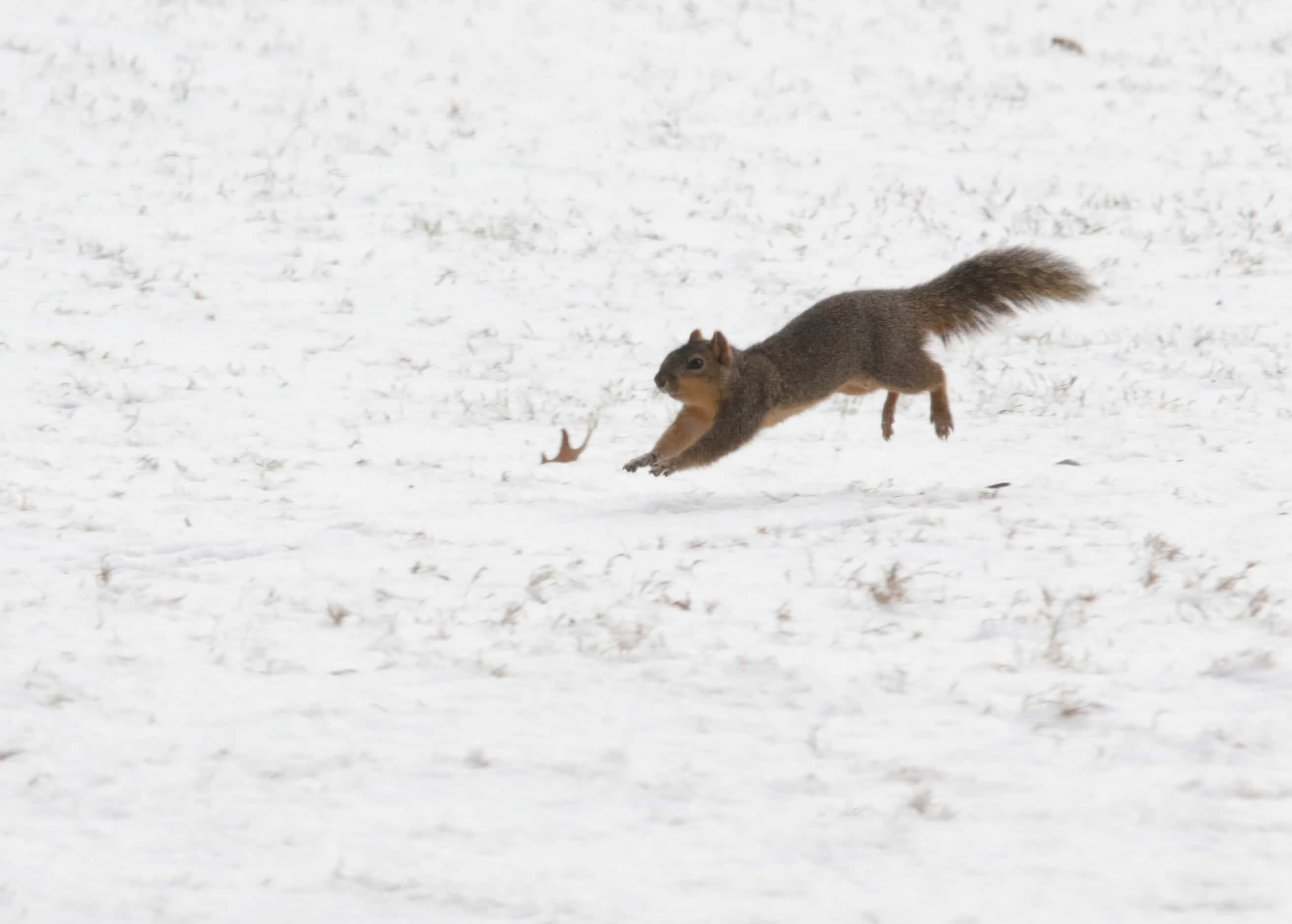 A squirrel runs on snow-covered grass at Bear Creek Golf Club in Dallas, Texas on Monday,...