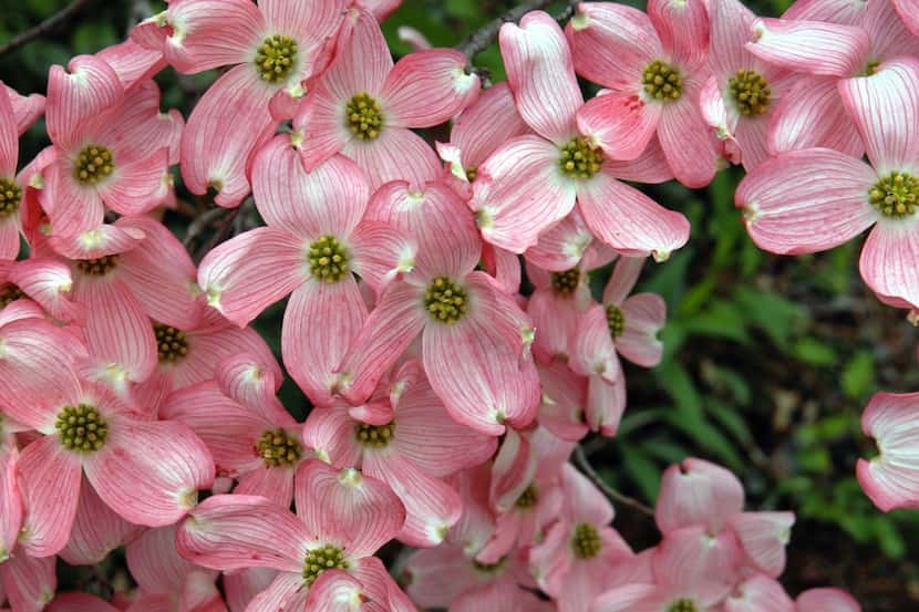 Pink flowering dogwood 