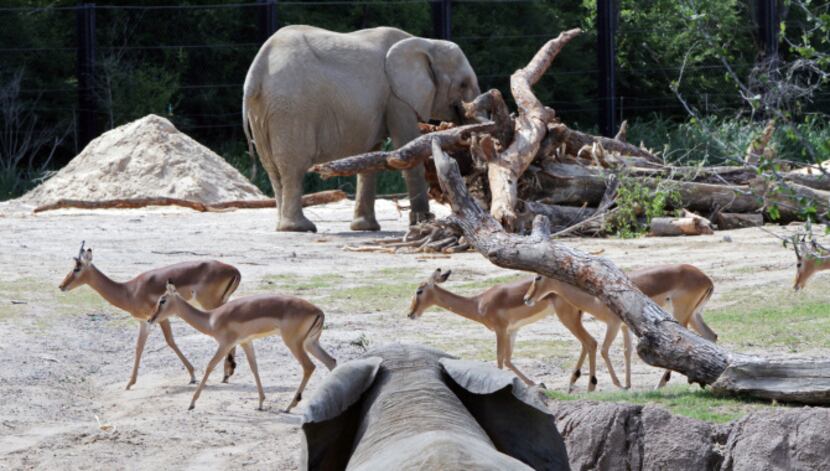A zoo's who of savanna stars, including impalas and elephants, mingle in a 3.5 acre habitat...