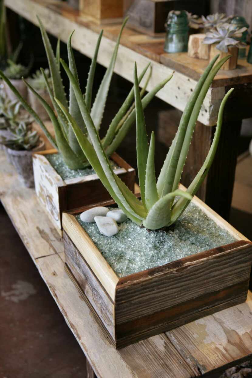 Aloe in handmade box at DIRT in Oak Cliff.