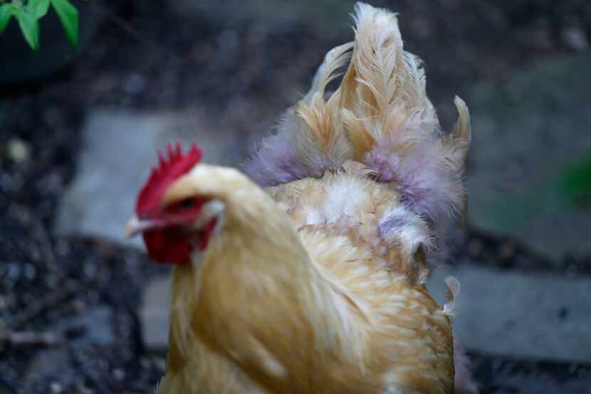 A hen named Miss Buff has her tail dyed lavender with a product called Pick-No-More Cover Up...