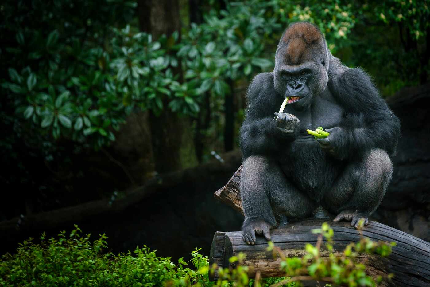 A a gorilla munches on celery inside the Gorilla Research Station habitat at the Dallas Zoo.