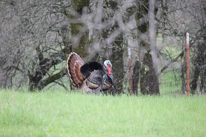 The spring Rio Grande gobbler season gets underway on April 2 in most of the state and...