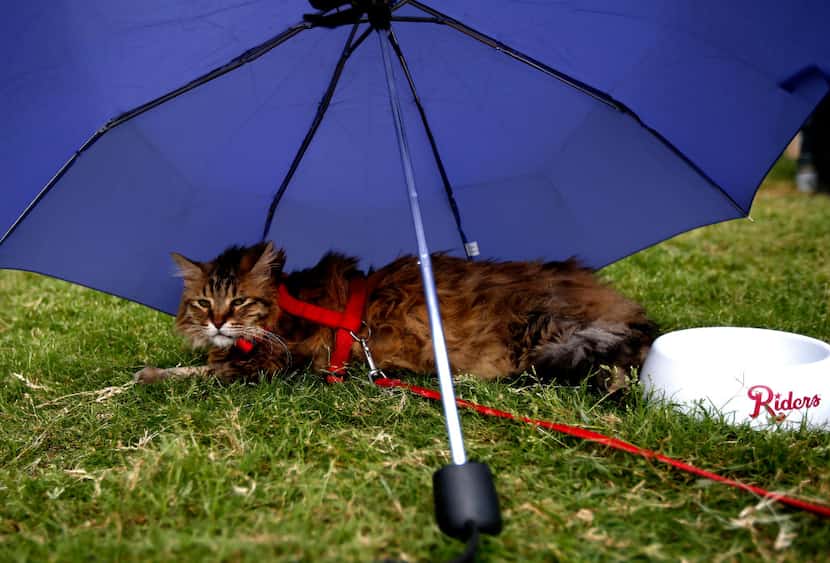 Robidas the cat gets some shade during "Take Meow to the Ballgame," a day where cat owners...