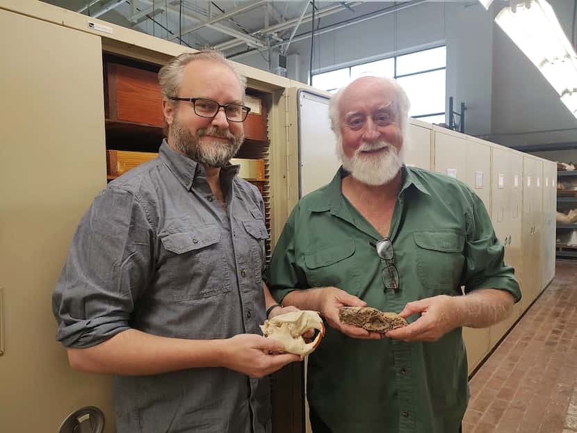Matthew Brown (left) and Steve May with beaver skulls new and old in the vertebrate...