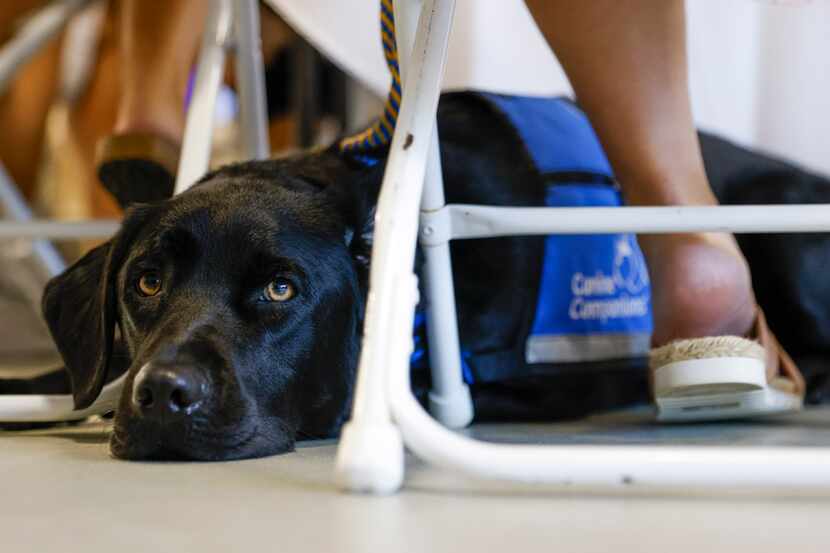 Thornton, service dog of Lauren  Anderson rests during a service dog graduation ceremony on...
