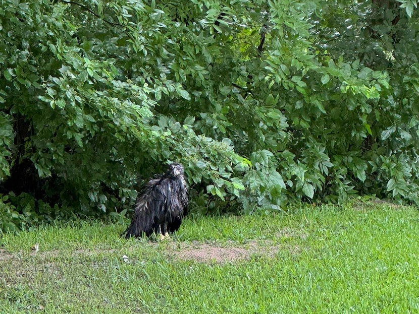 An eaglet that reportedly fell from its nest near White Rock Lake is pictured May 28, 2024....