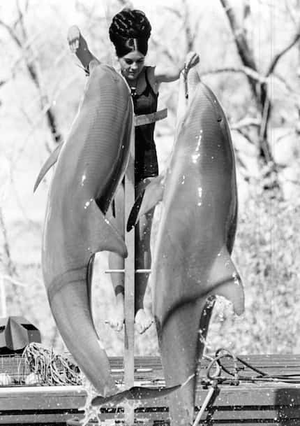 A trainer worked with dolphins at the Arlington-owned Seven Seas marine park on April 7, 1971.