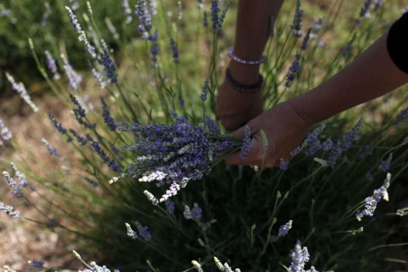 Owner Gwen Snyder harvests lavender to make dried bouquets in one of the two lavender fields...