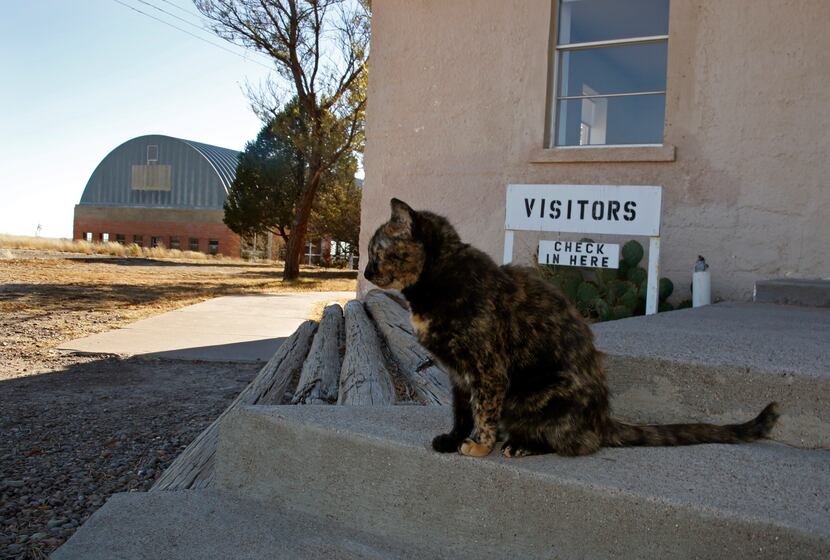 One of the resident cats sits on the steps of the visitor's center at the Chinati Foundation...