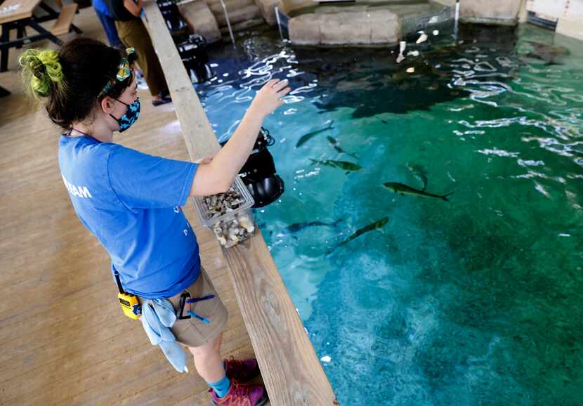 Assistant Supervisor of Animal Care Laura Cooper feeds mahi mahi in an outdoor viewing area...
