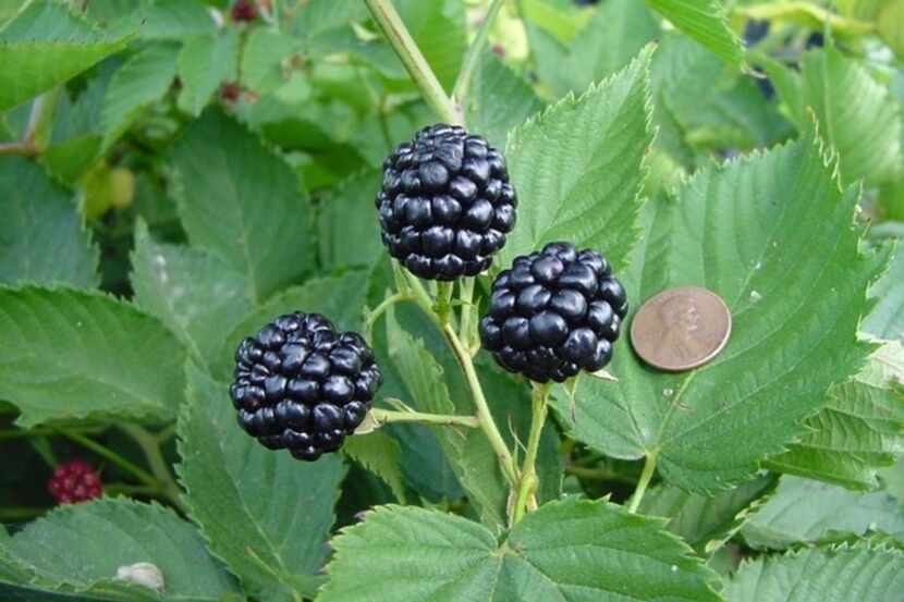 Natchez blackberries are very large, averaging a third of an ounce each.