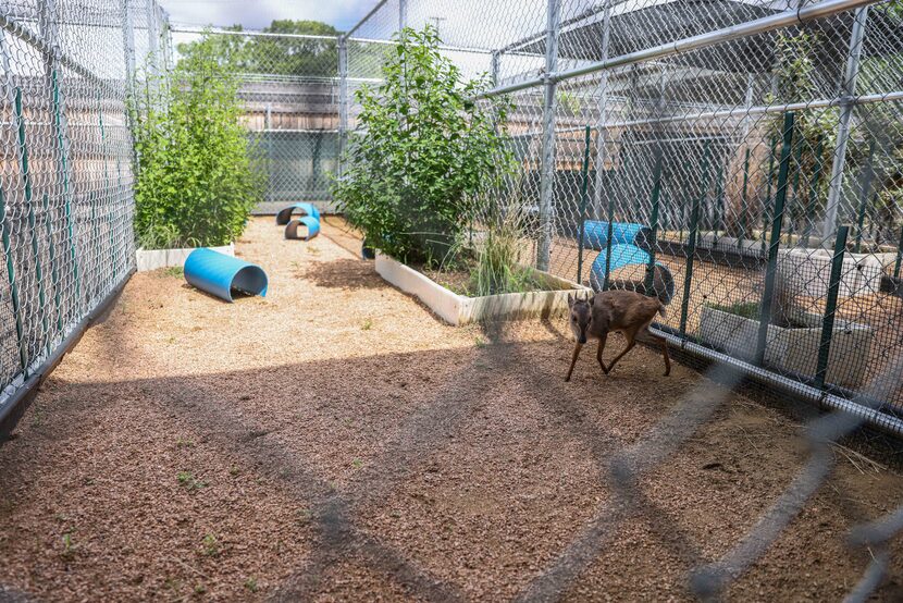 Viazi, a blue duiker, roams around his run at the Dallas Zoo in Dallas on Friday, June 11,...