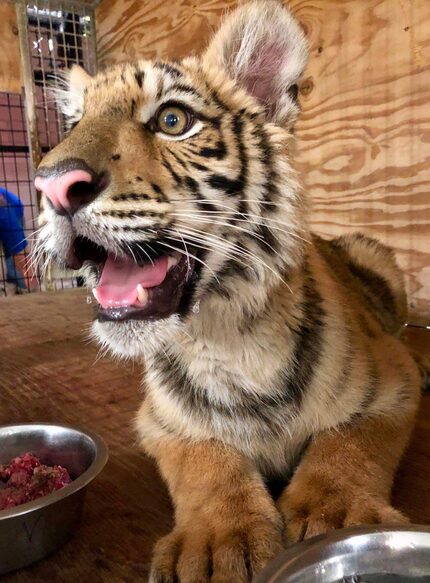 Kenobi the cub at In-Sync Exotics, a facility in Wylie. 