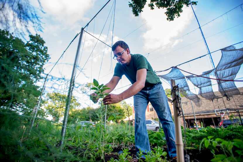 Jefferson Braga ties up a young tomato plant on his property in Irving.
