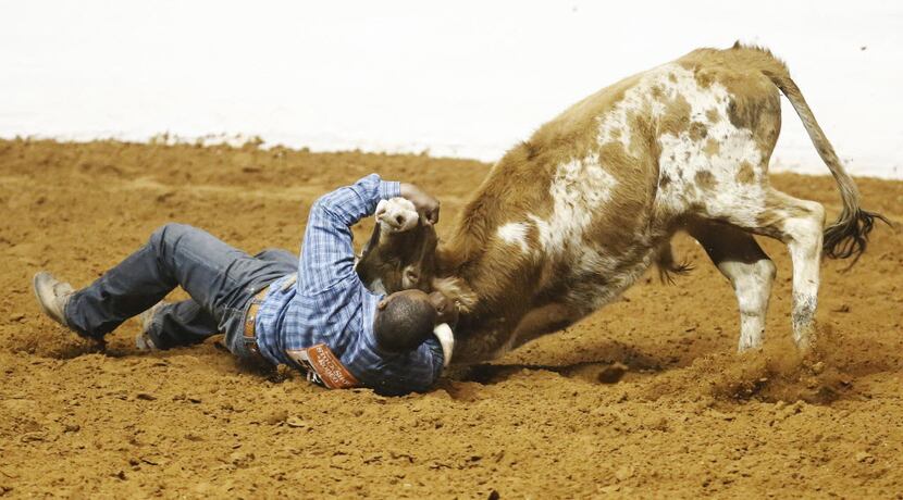A cowboy wrestles a steer to the ground.