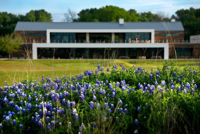 Bluebonnets bloom before the clubhouse at the new Trinity Forest Golf Club in Dallas Monday,...