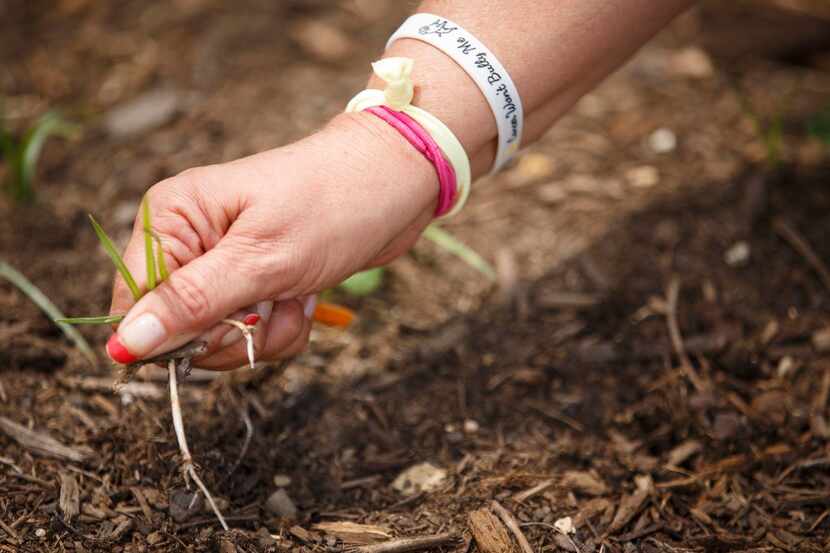 Rochelle Austin from Austin Street Center's Sisterhood pulls weeds in the New Hope Garden at...