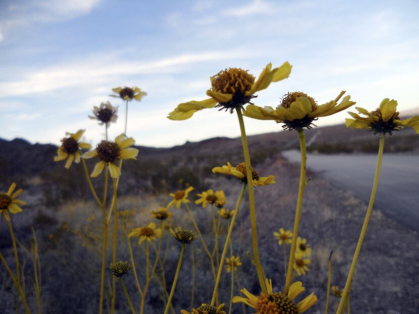 Colorful wildflowers are among nearby and far-off scenic views along River Mountains Loop...