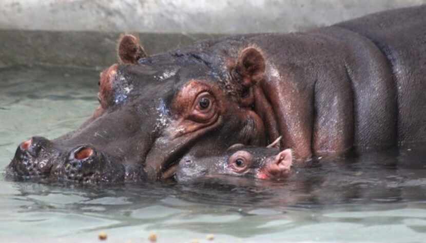 Boipelo, the Dallas Zoo's 12-year-old female Nile hippopotamus, gave birth Tuesday following...